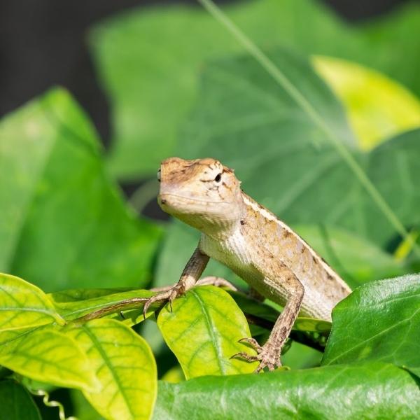 Reptile Live Plants & Moss
