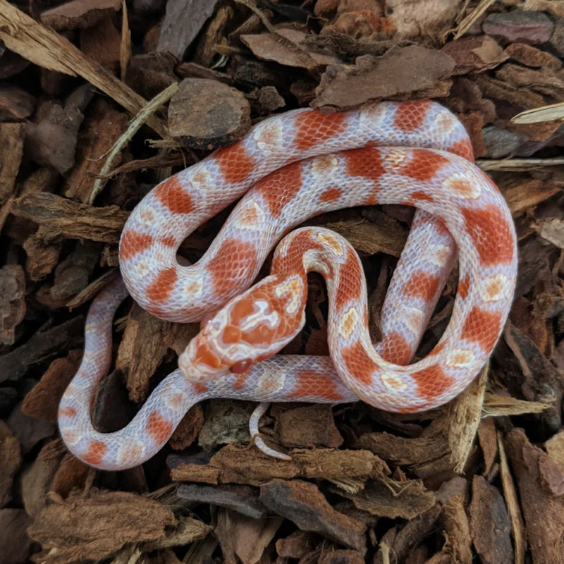 Reverse Okeetee Corn Snake