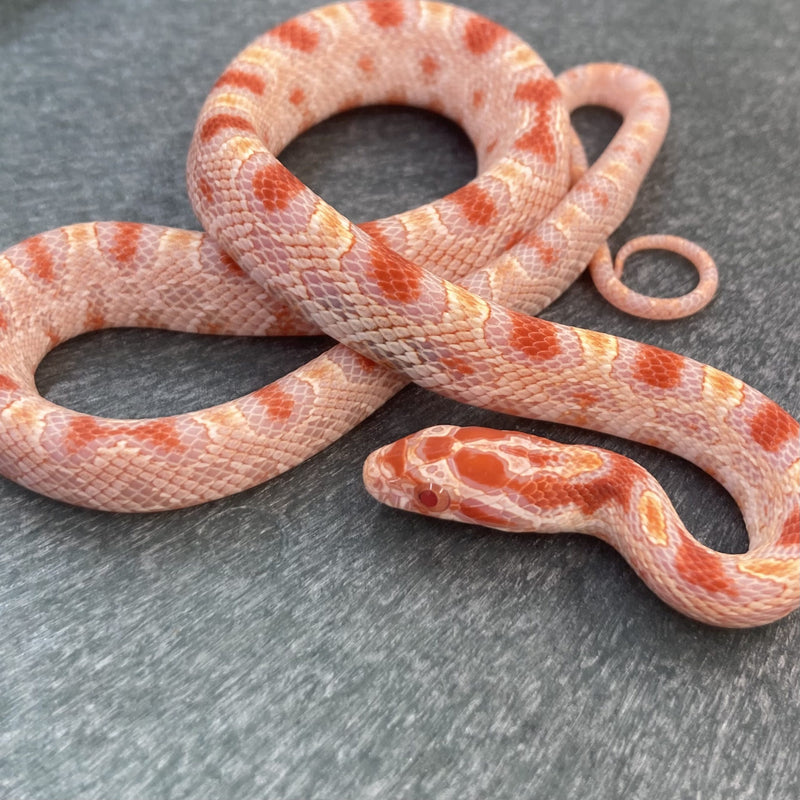 Reverse Okeetee Corn Snake