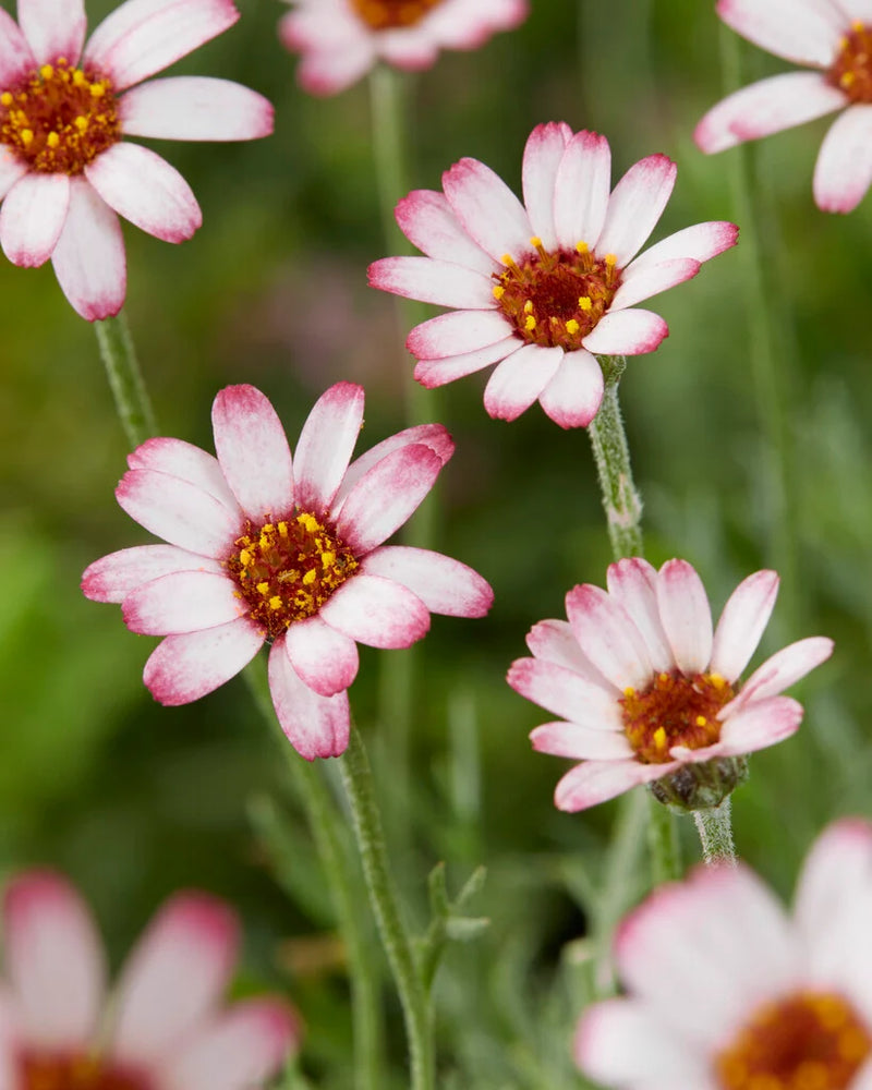 Rhodanthemum hyb. Marrakech 2L