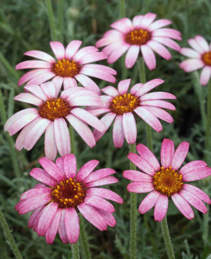 Rhodanthemum hyb. Marrakech 2L