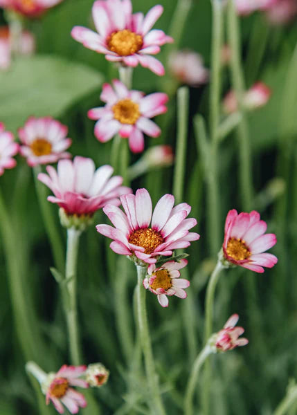 Rhodanthemum hyb. Marrakech 2L