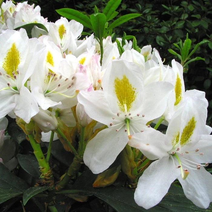 Rhododendron Easydendron 'Madame Masson' C5