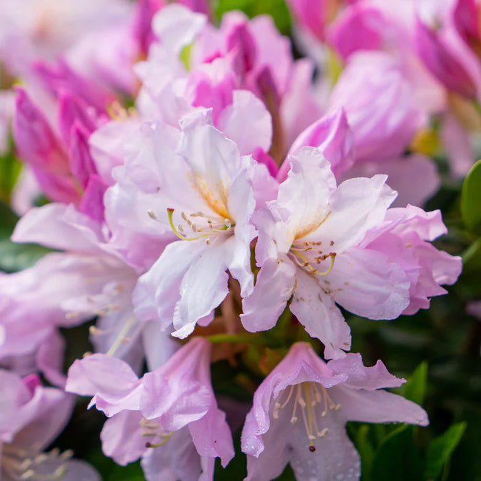 Rhododendron Inkarho 'Lilac Dufthecke' C5