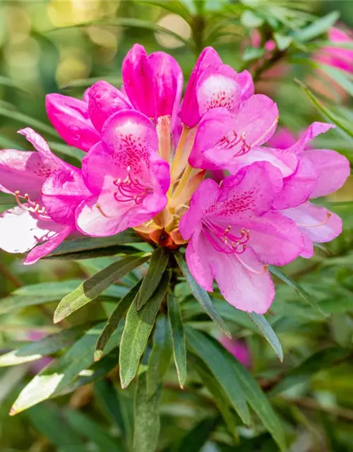 Rhododendron Ponticum 'Graziella' Easydendron C5