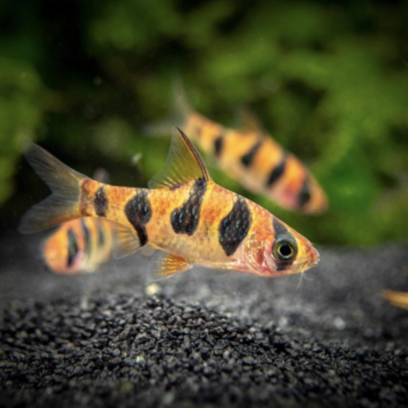 Rhombo Barb | Desmopuntius rhomboocellatus