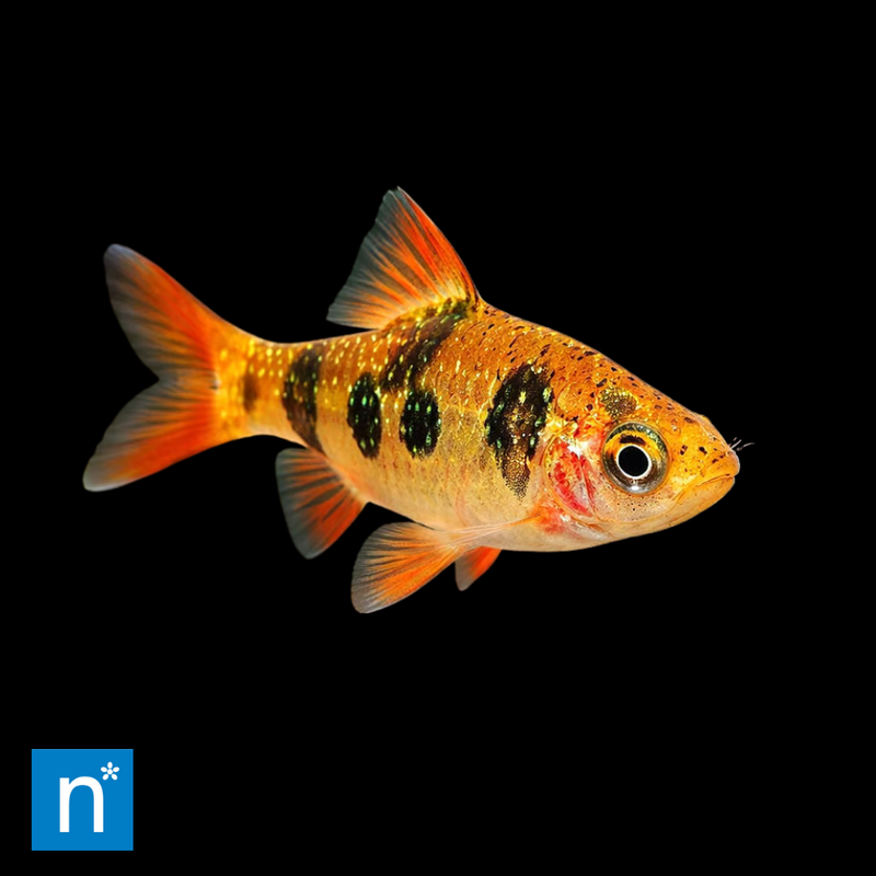 Rhombo Barb | Desmopuntius rhomboocellatus
