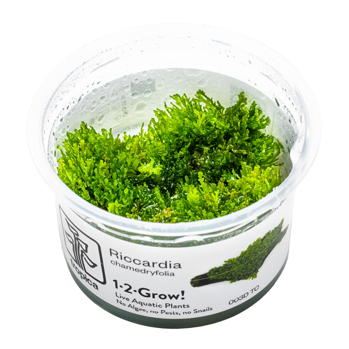 Riccardia Chamedryfolia 1-2 Grow