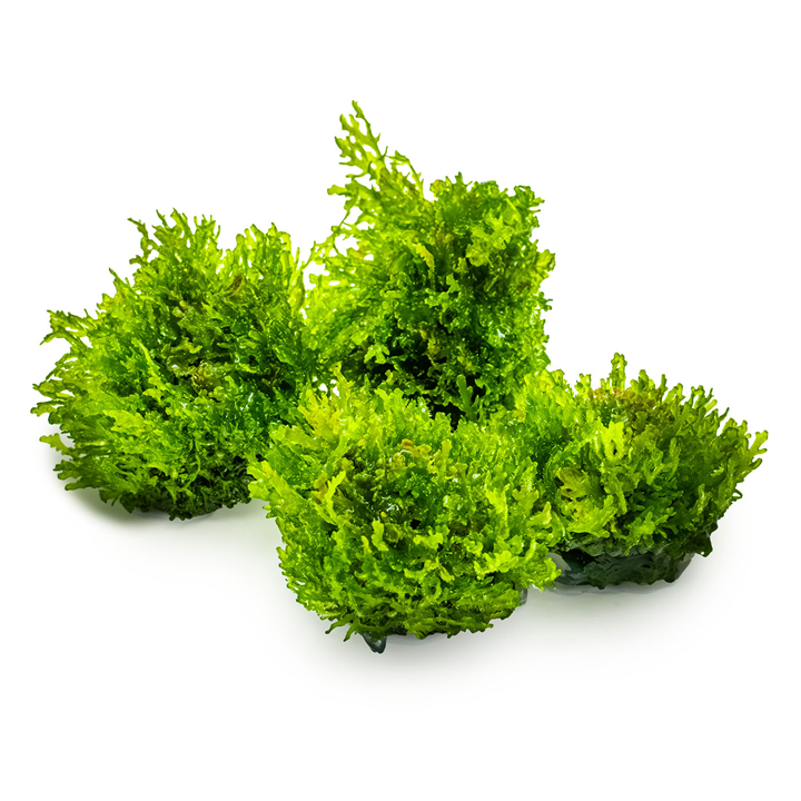 Riccardia Chamedryfolia 1-2 Grow
