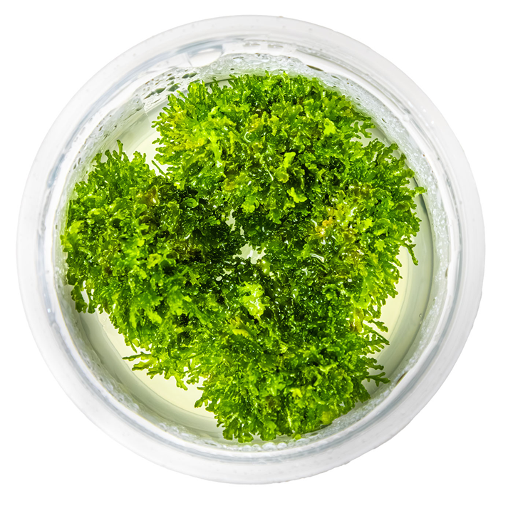 Riccardia Chamedryfolia 1-2 Grow