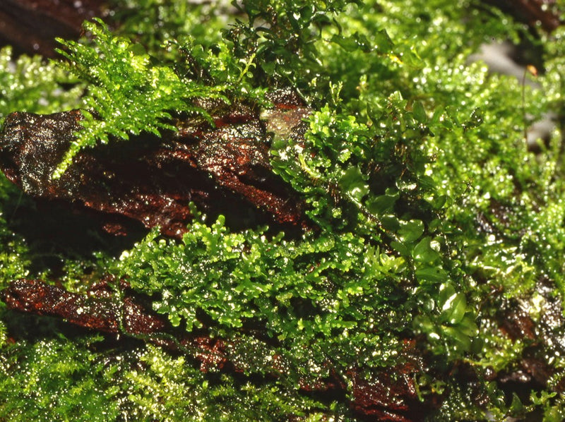 Riccardia Chamedryfolia 1-2 Grow