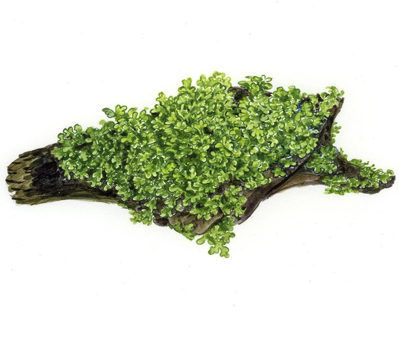 Riccardia Chamedryfolia 1-2 Grow