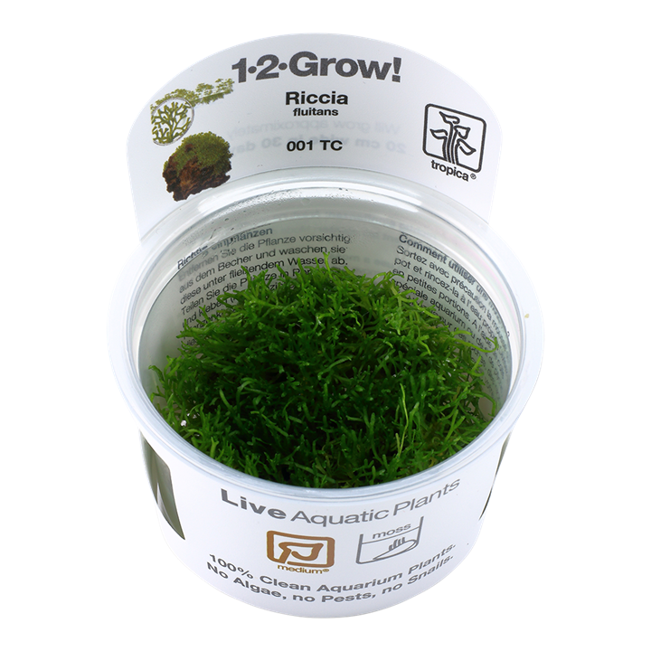 Riccia Fluitans 1-2 Grow