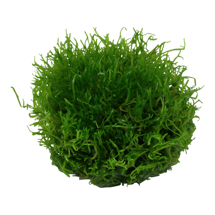 Riccia Fluitans 1-2 Grow