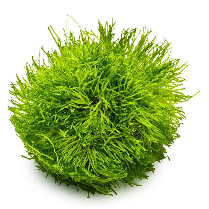 Riccia Fluitans 1-2 Grow