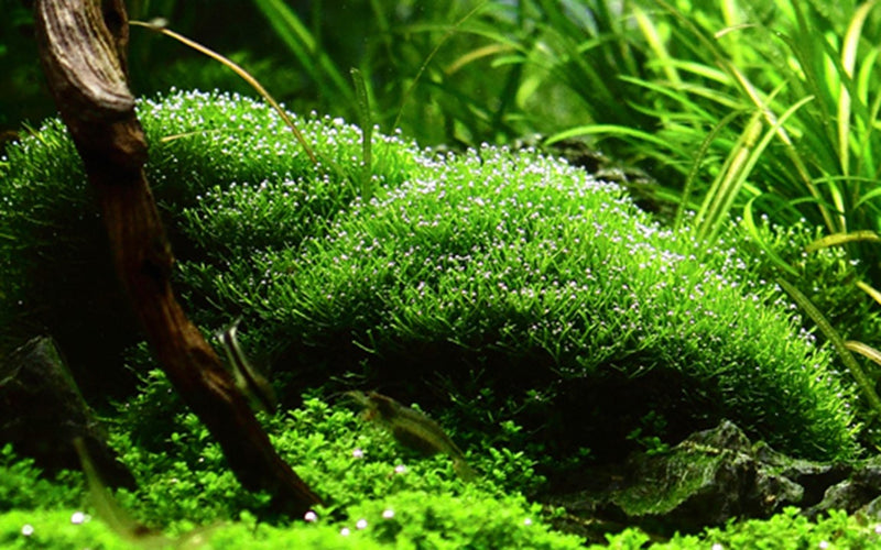 Riccia Fluitans 1-2 Grow