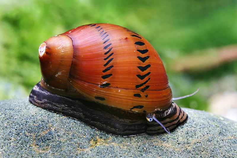 Ring Nerite Snails