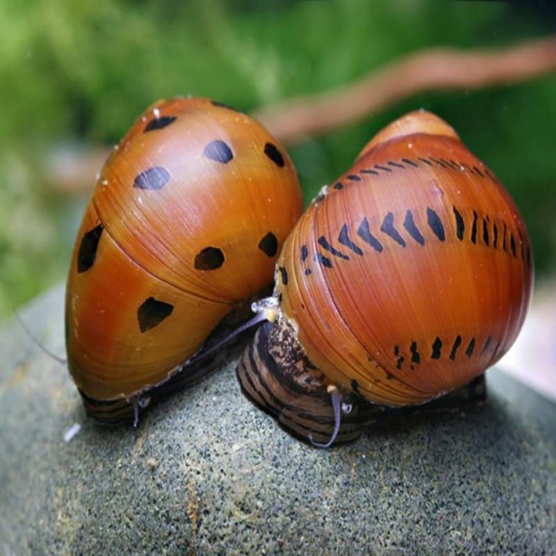 Ring Nerite Snails