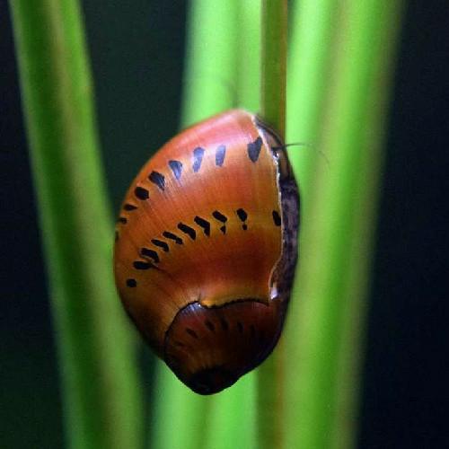 Ring Nerite Snails