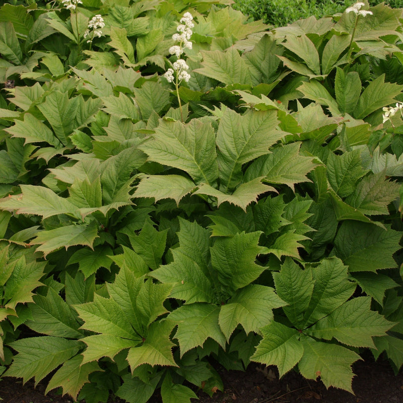 Rodgersia Braunlaub 3 Litre