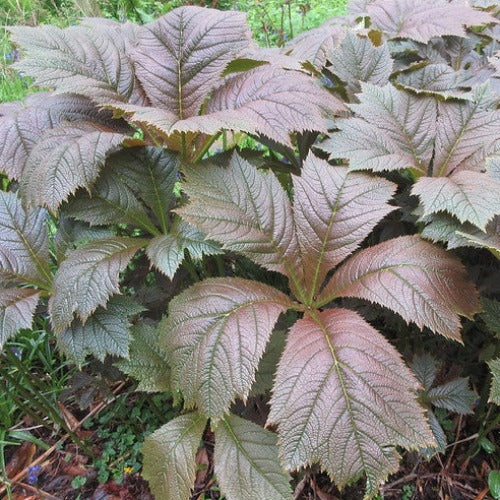 Rodgersia Braunlaub 3 Litre