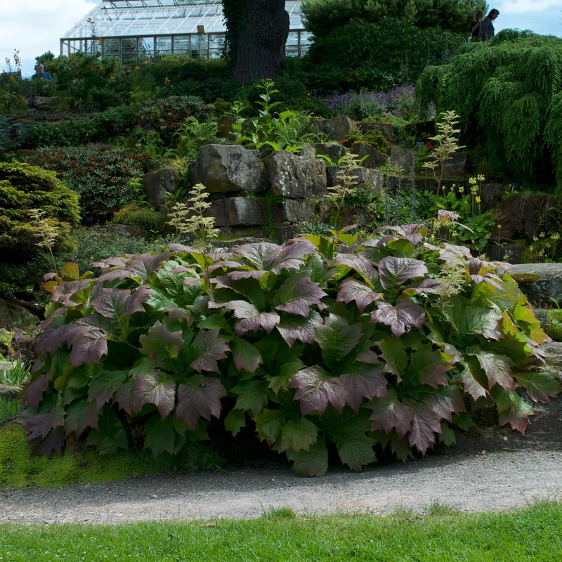 Rodgersia Braunlaub 3 Litre