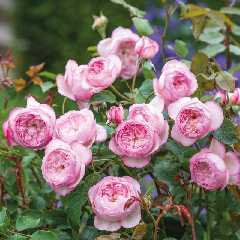 The Mill on the Floss David Austin Fragrant Rose (6 Litre)