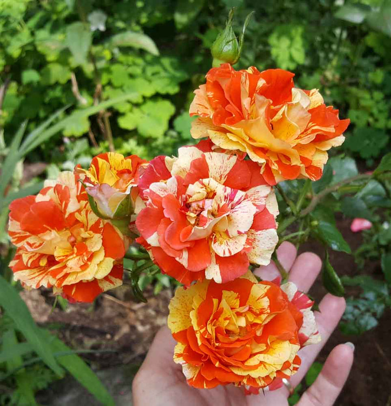 Oranges & Lemons Floribunda Rose (4.5 Litre)