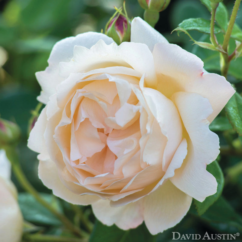 Wollerton Old Hall David Austin Fragrant Rose 6 Litre