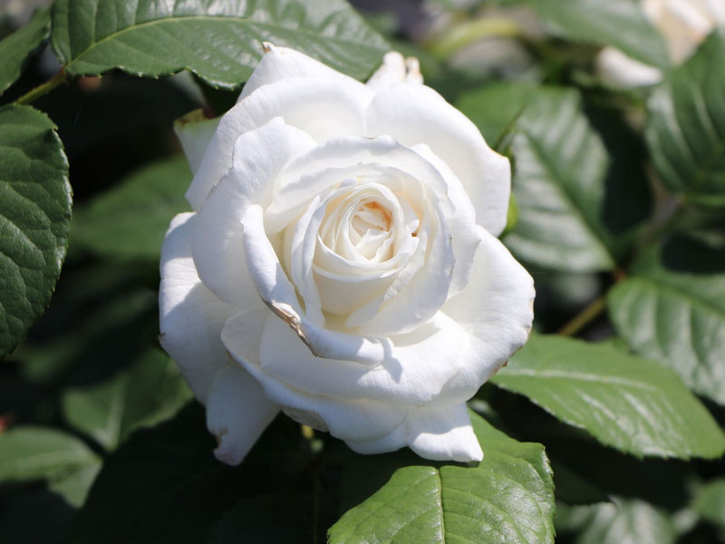 Annapurna Standard Rose 12 Litre