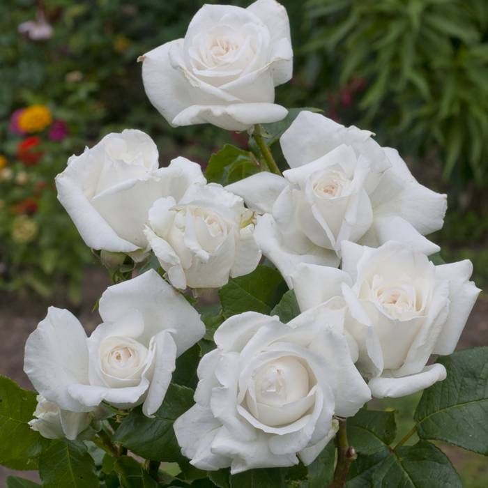 Annapurna Standard Rose 12 Litre