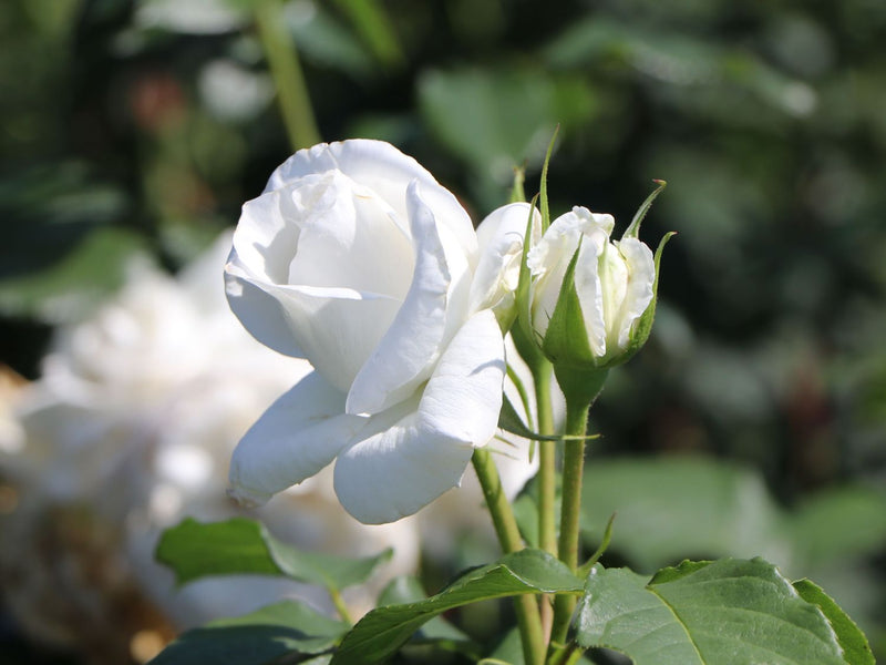 Annapurna Standard Rose 12 Litre