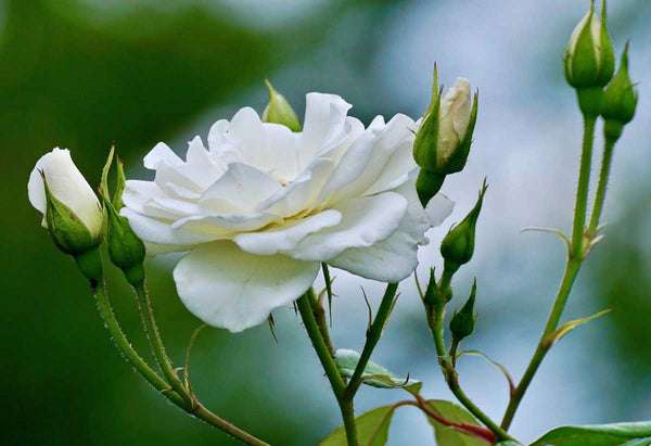 Annapurna Standard Rose 12 Litre