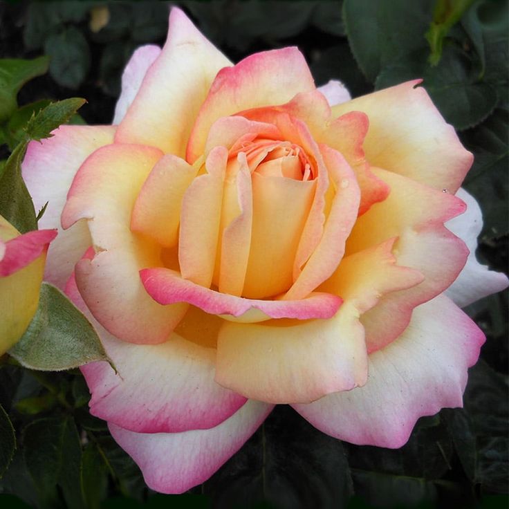 Aquarell Hybrid Tea Rose 4.5 Litre