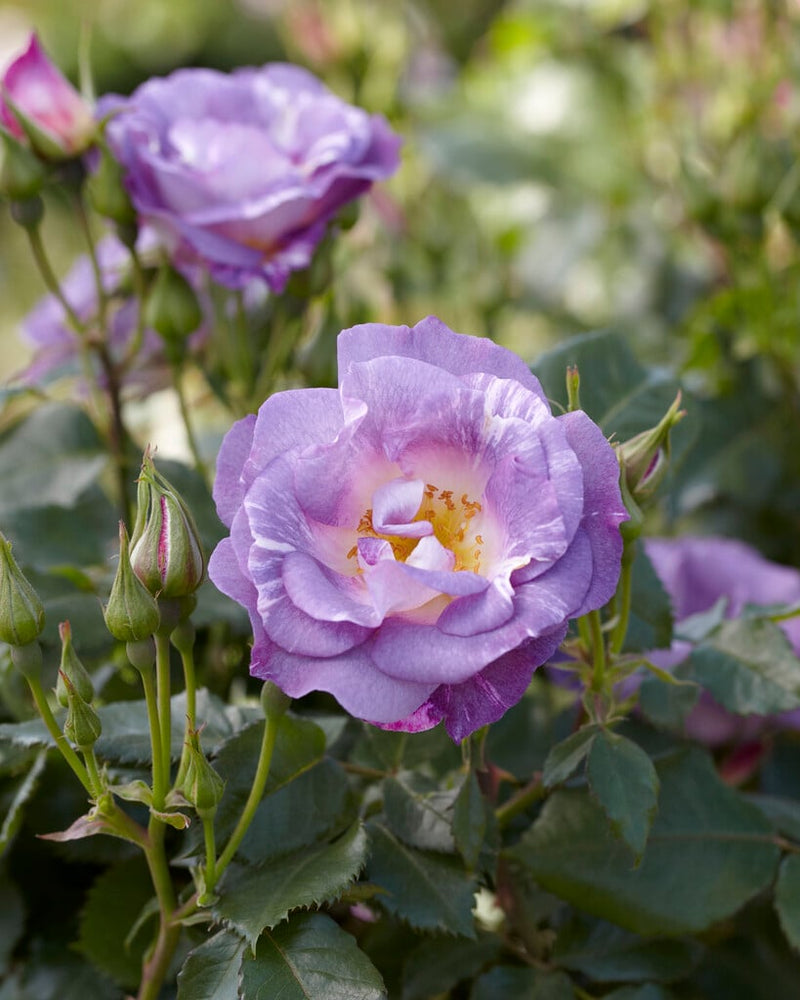 Blue For You Floribunda Rose 3.5 Litre