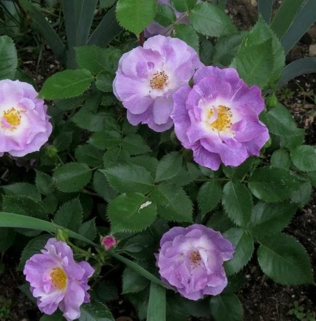 Blue For You Floribunda Rose 3.5 Litre