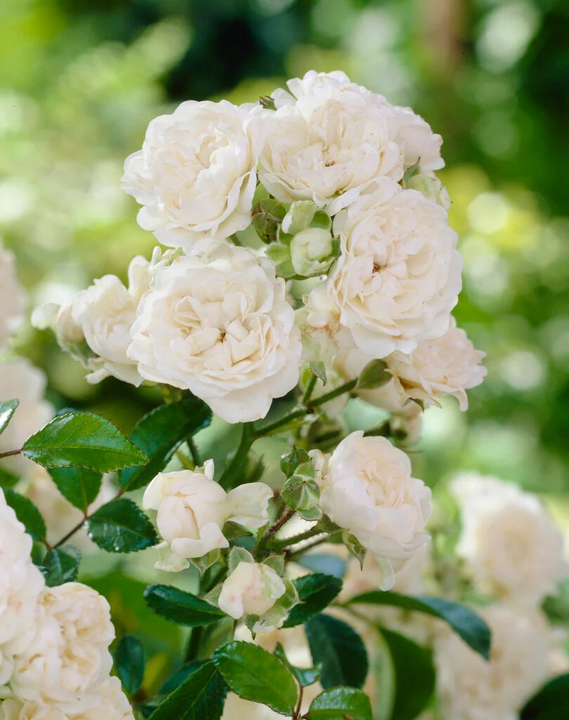 Rosa Crystal Fairy Ground cover Rose 4.5 Litre