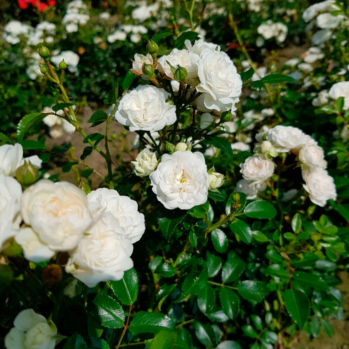 Rosa Crystal Fairy Ground cover Rose 4.5 Litre