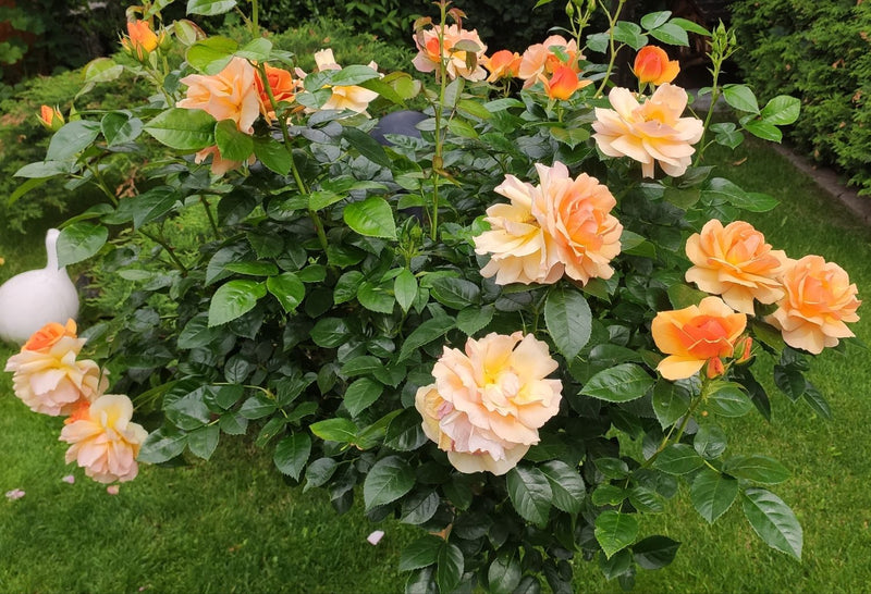 Rosa Hansestadt Rostock Standard Rose 12 Litre