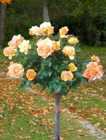 Rosa Hansestadt Rostock Standard Rose 12 Litre