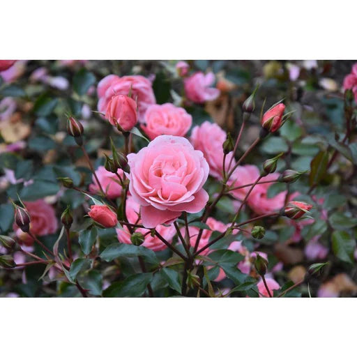 Meilove Standard Rose Pink 12 Litre