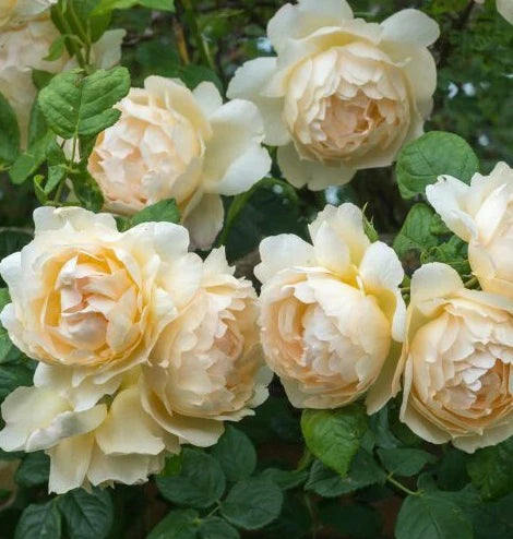 Wollerton Old Hall David Austin Fragrant Rose 6 Litre