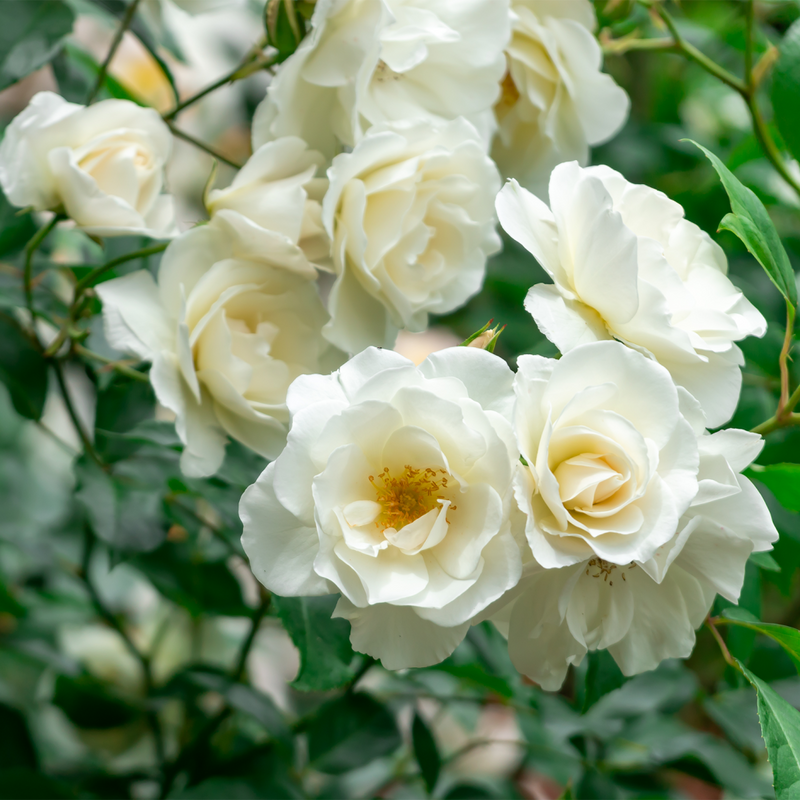 Kent Ground Cover Rose 4.5 Litre