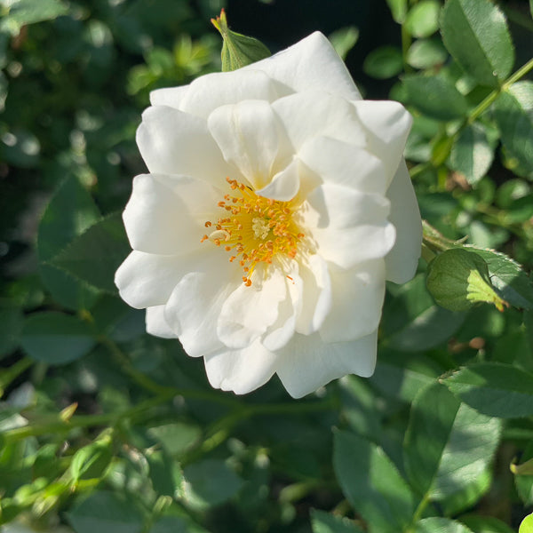 Kent Ground Cover Rose 4.5 Litre