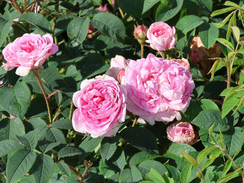Königin von Dänemark Shrub Rose 4.5 Litre