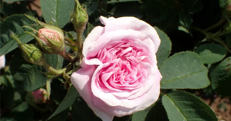 Königin von Dänemark Shrub Rose 4.5 Litre