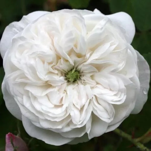 Madame Hardy Shrub Rose 4.5 Litre