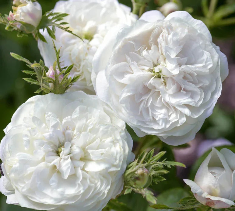 Madame Hardy Shrub Rose 4.5 Litre