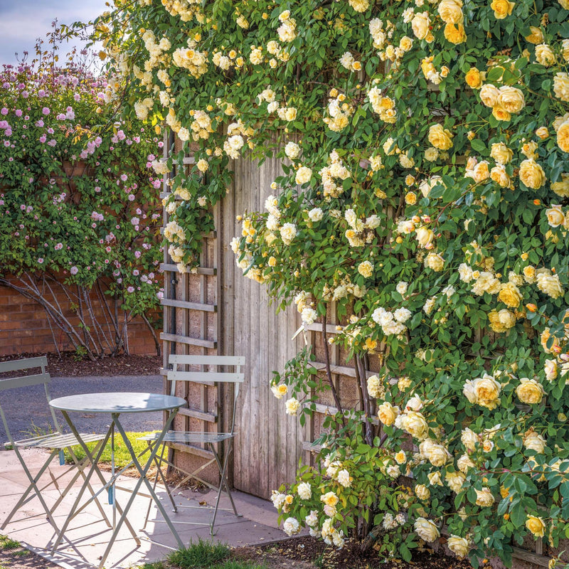 Malvern Hills David Austin Fragrant Climbing Rose 6 Litre