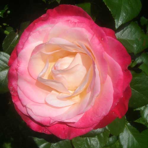 Nostalgie Hybrid Tea Rose (4.5 Litre)
